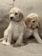 Goldendoodle Puppies for sale in Peyton, CO 80831, USA. price: NA