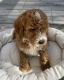 Goldendoodle Puppies for sale in Lake City, FL, USA. price: NA