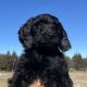 Goldendoodle Puppies for sale in Charles City, IA 50616, USA. price: $1,000