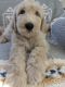 Goldendoodle Puppies for sale in Bradenton, FL 34207, USA. price: $1,200