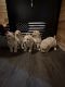Goldendoodle Puppies for sale in Cattaraugus, NY 14719, USA. price: $800