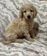 Goldendoodle Puppies for sale in Middletown, OH, USA. price: NA