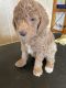 Goldendoodle Puppies for sale in Herington, KS 67449, USA. price: $900