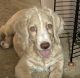 Goldendoodle Puppies for sale in Redding, CA, USA. price: $700
