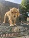 Goldendoodle Puppies for sale in Riverside, CA, USA. price: $500