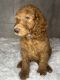 Goldendoodle Puppies for sale in Naples, FL 34113, USA. price: NA