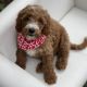 Goldendoodle Puppies for sale in Milford, IA 51351, USA. price: $200