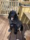 Goldendoodle Puppies for sale in Ephrata, PA 17522, USA. price: NA