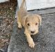 Goldendoodle Puppies for sale in Tampa, FL, USA. price: $1,500