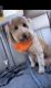 Goldendoodle Puppies for sale in Atlanta, GA, USA. price: $3,500