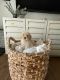 Goldendoodle Puppies for sale in Pico Rivera, CA 90660, USA. price: NA