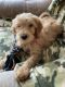 Goldendoodle Puppies for sale in Harmony, NC 28634, USA. price: $400
