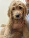 Goldendoodle Puppies for sale in Sacramento, CA 95828, USA. price: $900