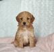 Goldendoodle Puppies for sale in Colby, WI 54421, USA. price: NA