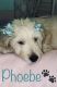 Goldendoodle Puppies for sale in Independence, MO 64055, USA. price: NA