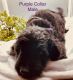 Goldendoodle Puppies for sale in Bryan, OH 43506, USA. price: NA