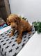 Goldendoodle Puppies for sale in Illinois Medical District, Chicago, IL, USA. price: $600