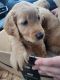 Goldendoodle Puppies for sale in Monterey, CA, USA. price: NA