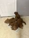 Goldendoodle Puppies for sale in Conneaut, OH 44030, USA. price: NA