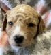 Goldendoodle Puppies for sale in Hollister, CA 95023, USA. price: NA