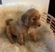 Goldendoodle Puppies for sale in Scottsdale, AZ, USA. price: $1,700