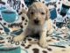 Goldendoodle Puppies for sale in Thornville, OH 43076, USA. price: NA