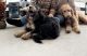 Goldendoodle Puppies for sale in Somerset, PA 15501, USA. price: $500