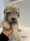 Goldendoodle Puppies for sale in Green Bay, WI, USA. price: NA