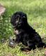 Goldendoodle Puppies for sale in Hockley, TX 77447, USA. price: NA
