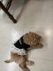 Goldendoodle Puppies for sale in Gastonia, NC, USA. price: $800