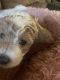 Goldendoodle Puppies for sale in 58 Malvern Lakes Cir, Fredericksburg, VA 22406, USA. price: $1,200