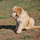 Goldendoodle Puppies for sale in Blairsville, GA 30512, USA. price: $650