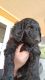 Goldendoodle Puppies for sale in Yukon, OK, USA. price: $700