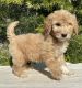 Goldendoodle Puppies for sale in Santa Monica, CA 90403, USA. price: NA