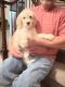 Goldendoodle Puppies for sale in Elbert, CO 80106, USA. price: NA