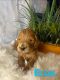 Goldendoodle Puppies for sale in Cleveland, OH, USA. price: $800