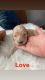 Goldendoodle Puppies for sale in Cleveland, OH, USA. price: $1,100