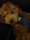 Goldendoodle Puppies for sale in Winchester, VA 22601, USA. price: $300