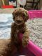 Goldendoodle Puppies for sale in Portland, OR, USA. price: NA