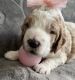 Goldendoodle Puppies for sale in Pittsburgh, PA, USA. price: $2,500