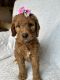 Goldendoodle Puppies for sale in Redding, CA, USA. price: $1,000
