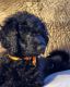 Goldendoodle Puppies for sale in Mt Nebo, WV 26679, USA. price: $1,200