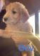 Goldendoodle Puppies for sale in Oneonta, AL 35121, USA. price: NA