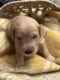 Goldendoodle Puppies for sale in Oxford, AR, USA. price: NA