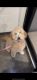 Goldendoodle Puppies for sale in Chicago, IL 60615, USA. price: $650