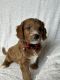 Goldendoodle Puppies for sale in Redding, CA, USA. price: $1,000