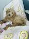 Goldendoodle Puppies for sale in Tucson, AZ, USA. price: $450