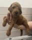 Goldendoodle Puppies for sale in Miami, FL 33185, USA. price: $2,600