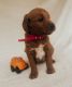 Goldendoodle Puppies for sale in Saltillo, MS 38866, USA. price: $1,500