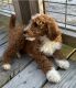 Goldendoodle Puppies for sale in Lake City, FL, USA. price: NA